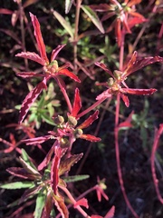 Euphorbia dentata