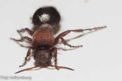 Dasylabris lugubris
