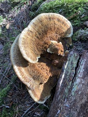 Phaeolus schweinitzii