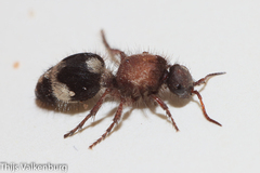 Dasylabris lugubris
