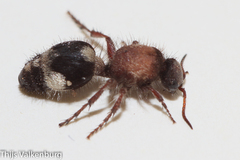 Dasylabris lugubris