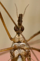 Tipula