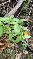 Chromolaena odorata