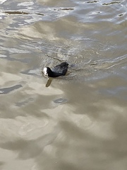 Fulica atra
