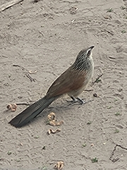 Centropus superciliosus