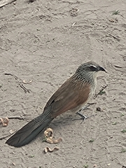 Centropus superciliosus