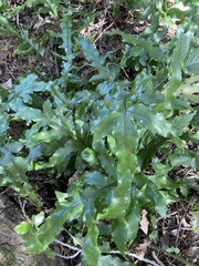 Microsorum pustulatum pustulatum