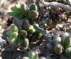 Crassula hirtipes