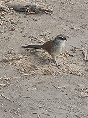 Centropus superciliosus