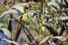 Acacia crassicarpa
