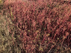 Euphorbia dentata