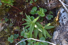 Fritillaria camschatcensis