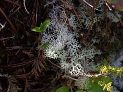 Cladonia portentosa