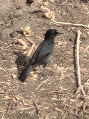 Laniarius funebris
