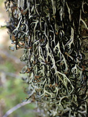 Hypogymnia duplicata