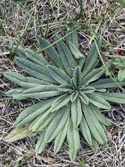 Echium vulgare