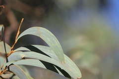 Acacia crassicarpa