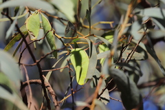 Acacia crassicarpa