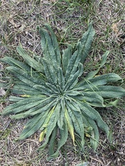 Echium vulgare