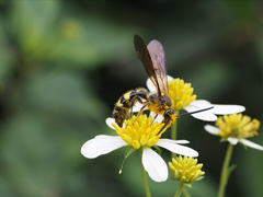Xanthocampsomeris completa