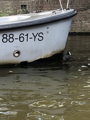 Fulica atra