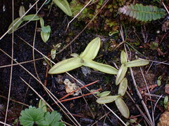 Pinguicula