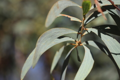 Acacia crassicarpa