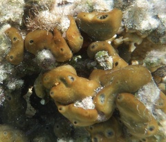 Chondrilla nucula