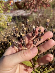 Vernonia missurica