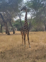 Giraffa camelopardalis tippelskirchi