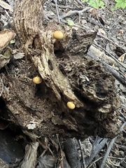 Agaricineae