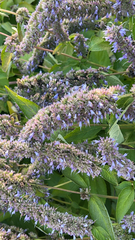 Agastache foeniculum