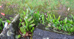 Pyrrosia eleagnifolia