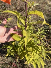 Vernonia missurica