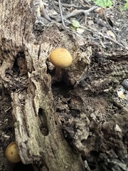 Agaricineae