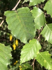 Betula