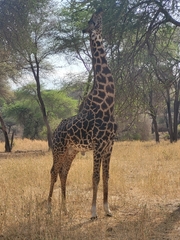 Giraffa camelopardalis tippelskirchi