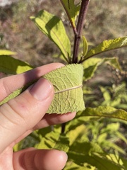 Vernonia missurica