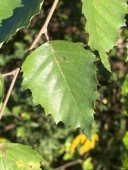 Betula
