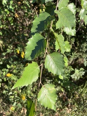 Betula