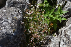 Micranthes ferruginea