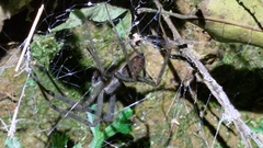 Psechrus