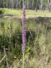 Liatris