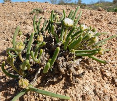 Monilaria moniliformis