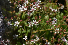 Micranthes ferruginea