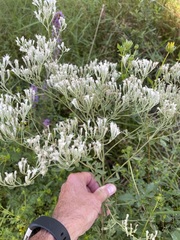 Eupatorium semiserratum
