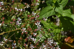 Micranthes ferruginea