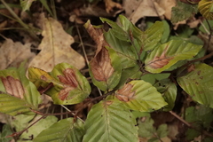 Orchestes fagi