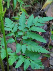 Sceptridium biternatum