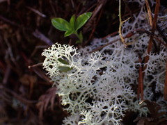Cladonia portentosa